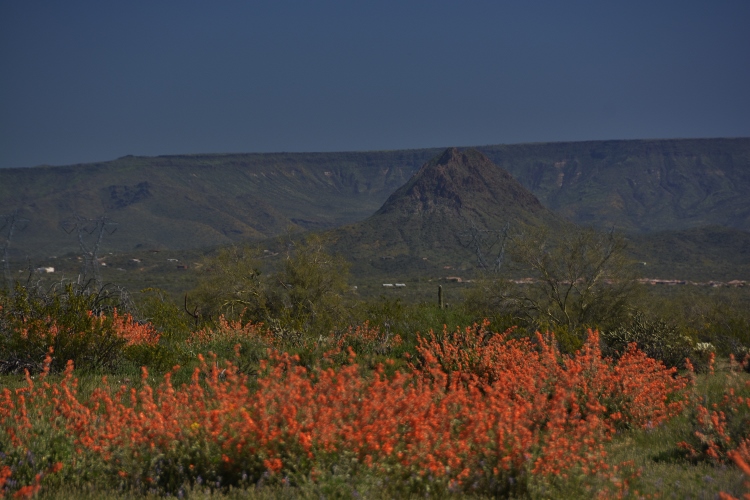 wildflowers